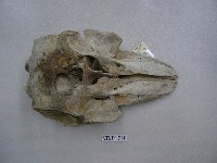 藏品(海豚頭骨)的圖片